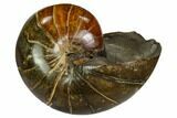 Fossil Nautilus (Eutrephoceras) - Montana #104543-1